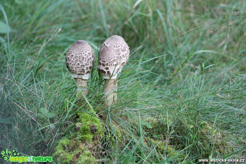 Bedla vysoká -  Macrolepiota procera - Foto František Novotný (7)