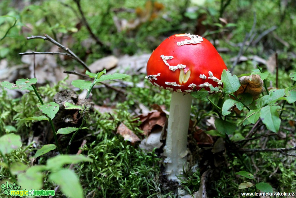 Muchomůrka červená - Amanita muscaria - Foto František Novotný (3)