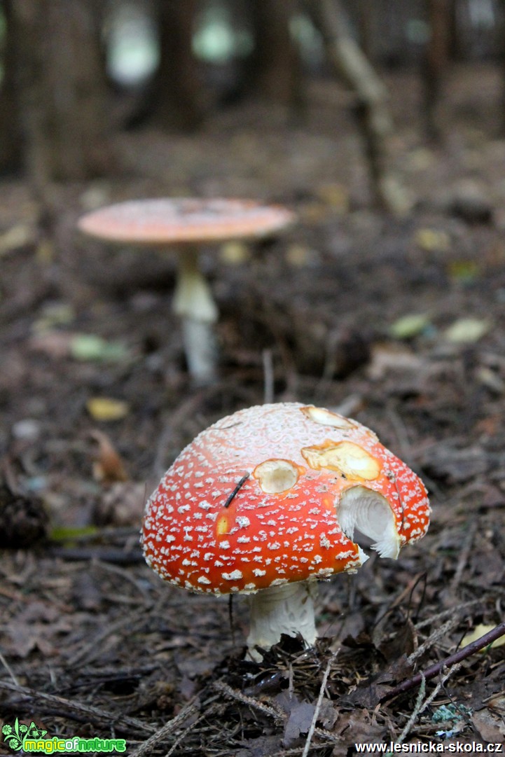 Muchomůrka červená - Amanita muscaria - Foto František Novotný (5)