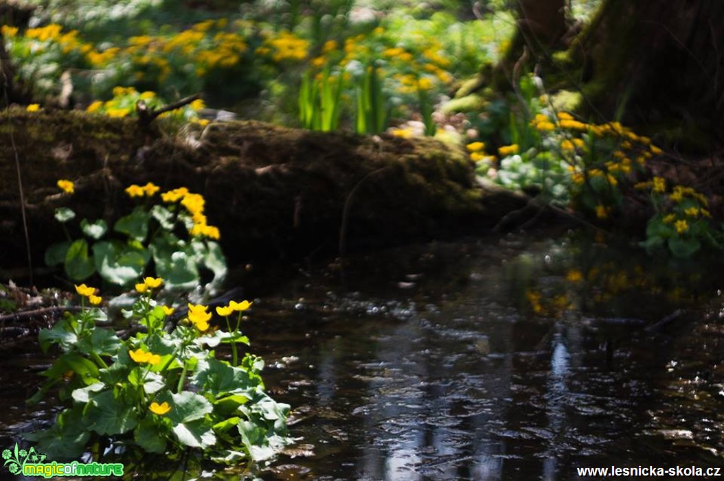 Blatouch bahenní - Caltha palustris - Foto Jan Valach (1)