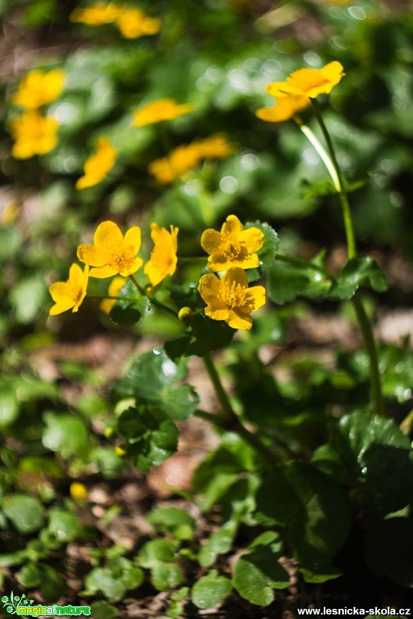 Blatouch bahenní - Caltha palustris - Foto Jan Valach (2)