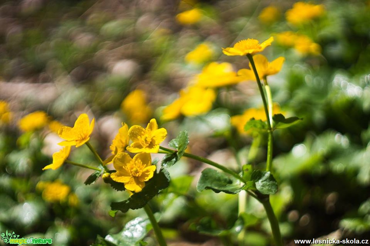 Blatouch bahenní - Caltha palustris - Foto Jan Valach (3)