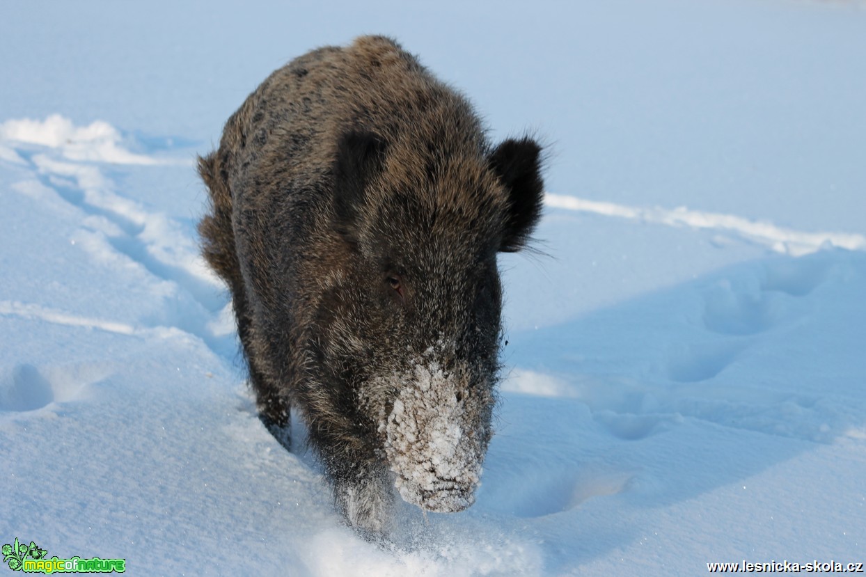 Prase divoké - Sus scrofa - Foto František Novotný (2)