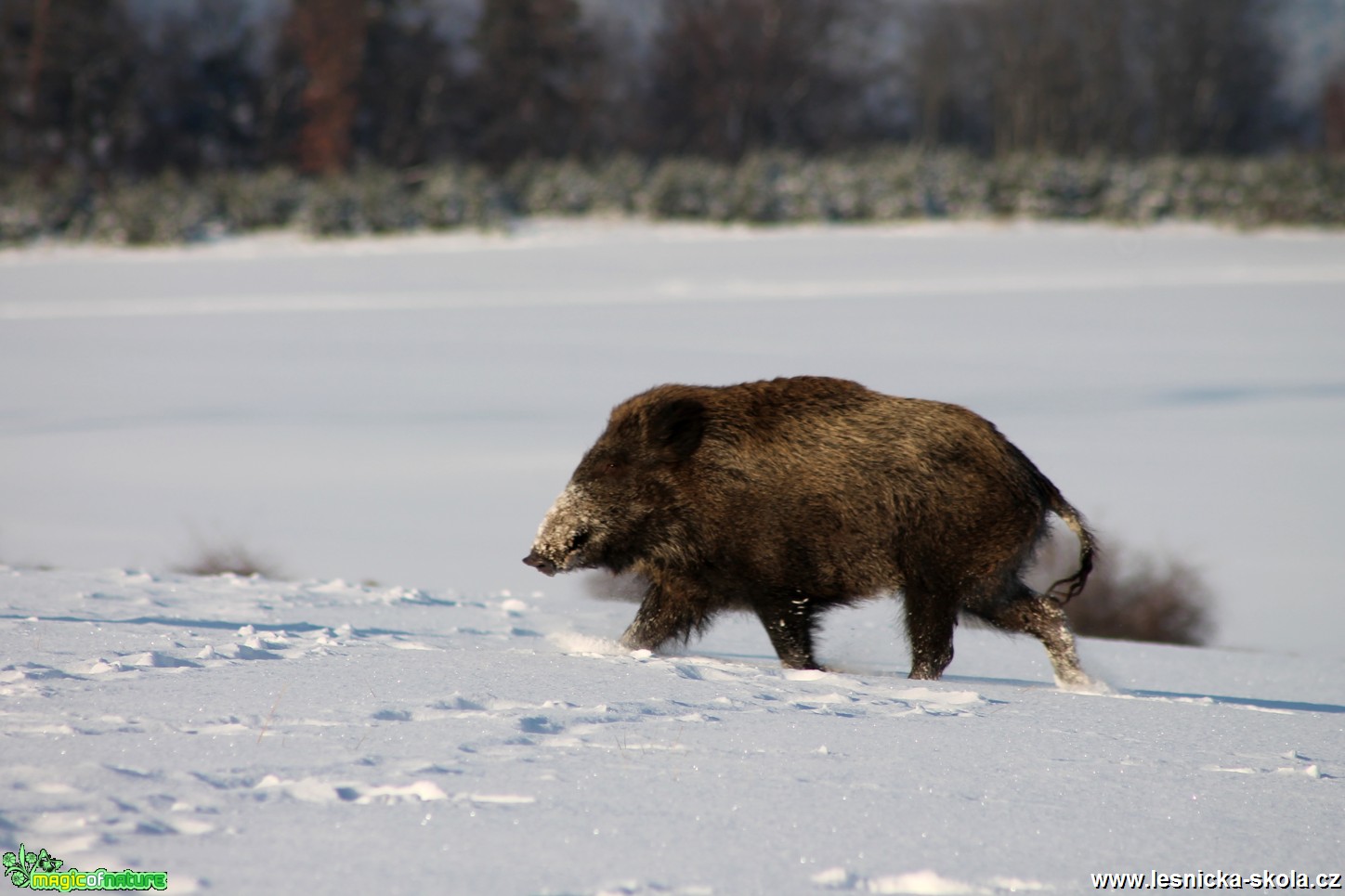 Prase divoké - Sus scrofa - Foto František Novotný (5)