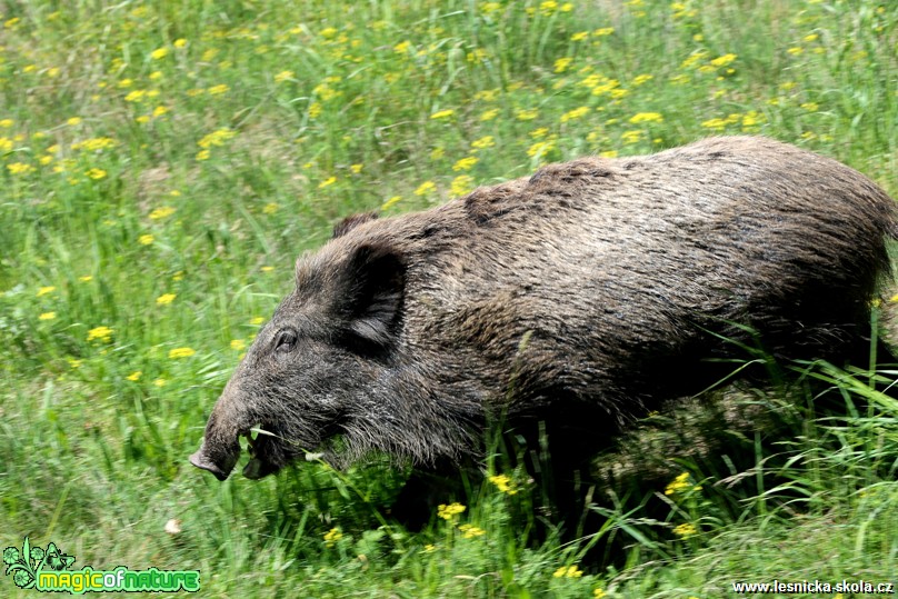 Prase divoké - Sus scrofa - Foto František Novotný (7)