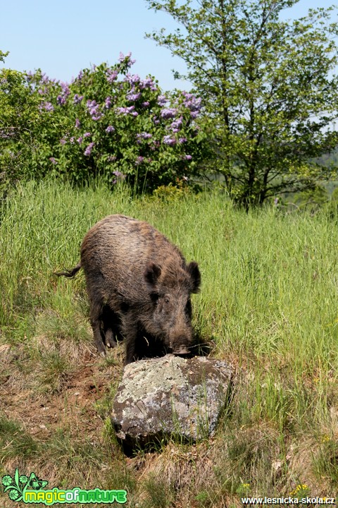 Prase divoké - Sus scrofa - Foto František Novotný (8)