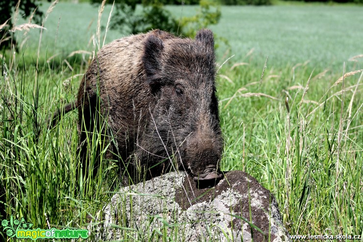 Prase divoké - Sus scrofa - Foto František Novotný (12)