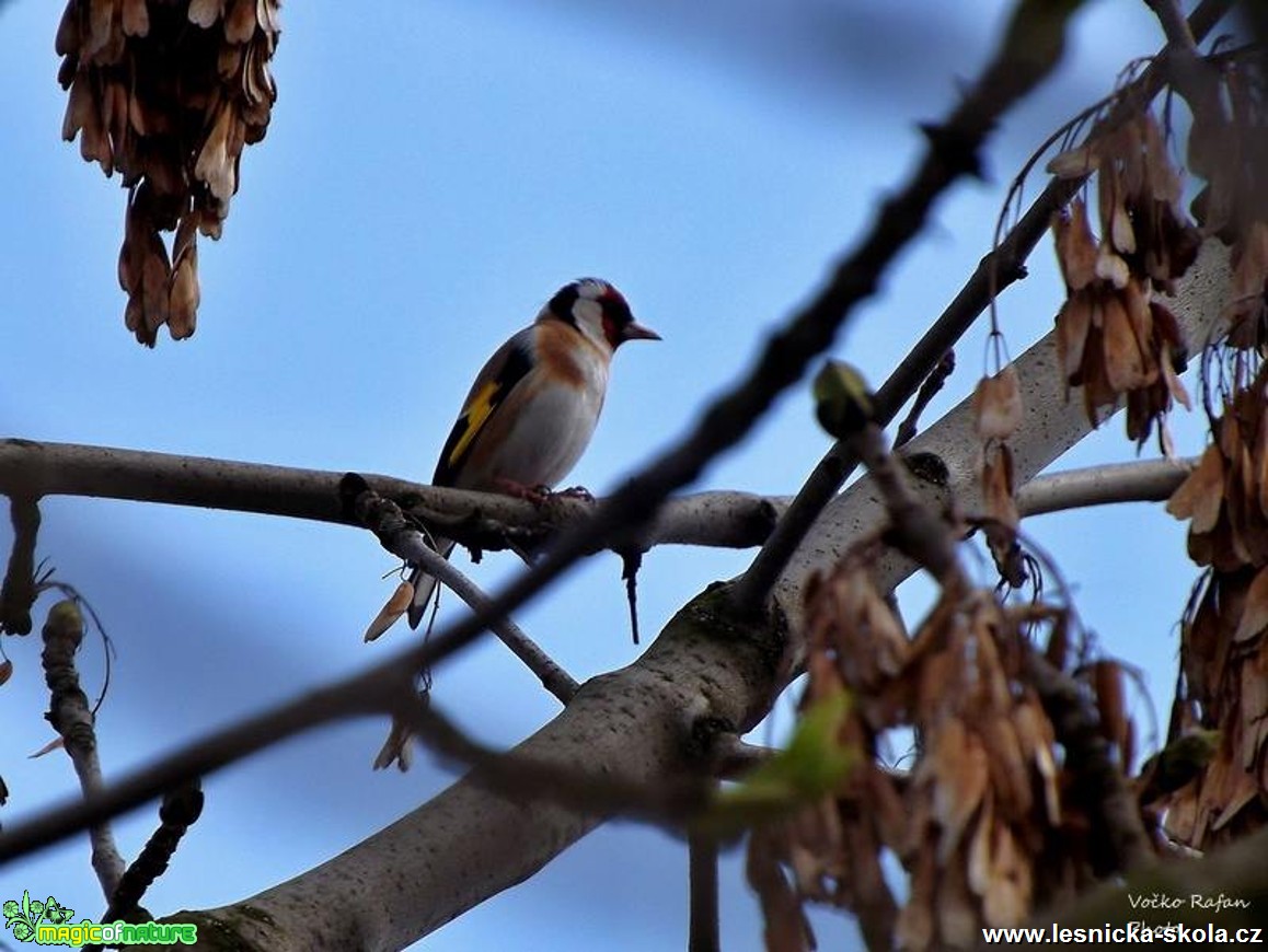 Stehlík obecný - Carduelis carduelis - Foto Jiří Havel