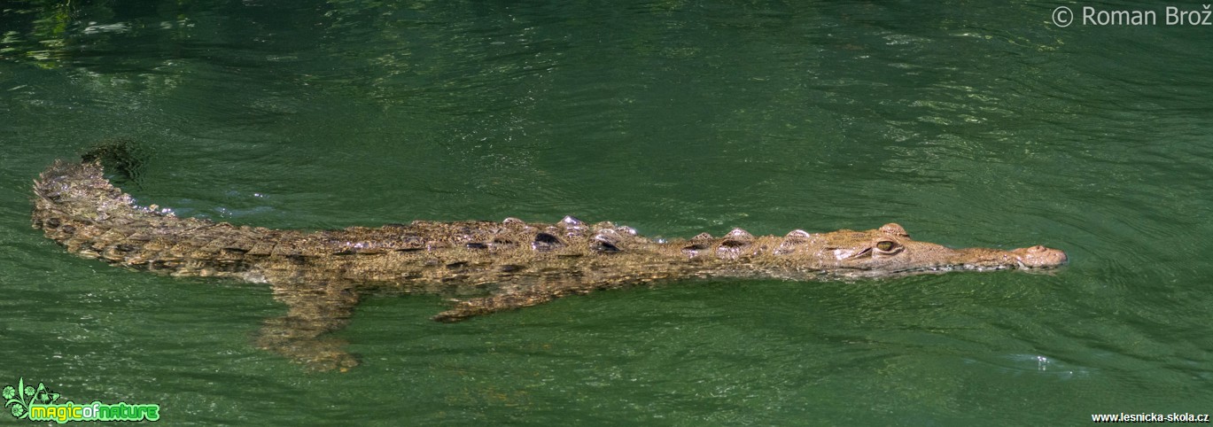Crocodile z Jamajky  - Foto Roman Brož (4)