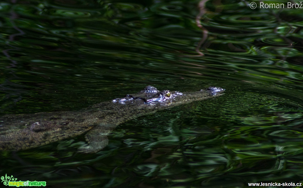 Crocodile z Jamajky  - Foto Roman Brož (5)