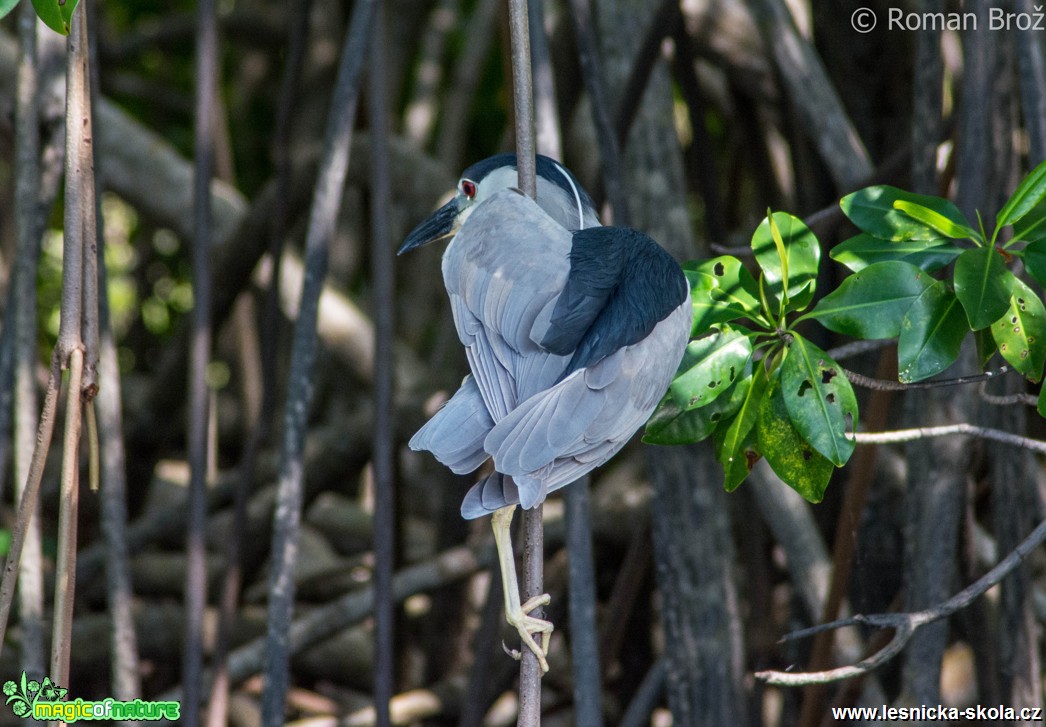 Ganja Bird  - Foto Roman Brož (1)