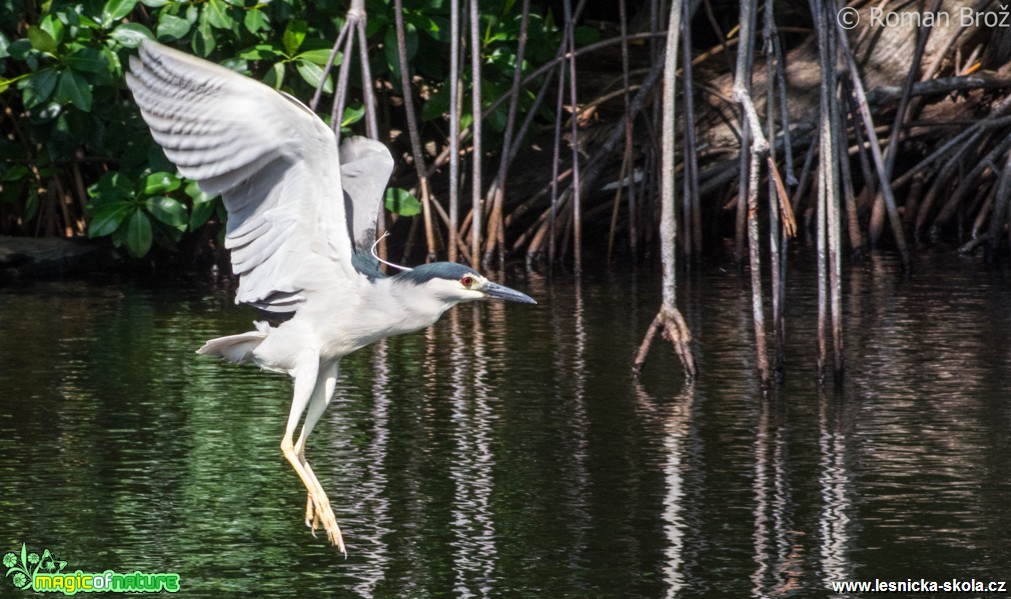 Ganja Bird  - Foto Roman Brož (3)