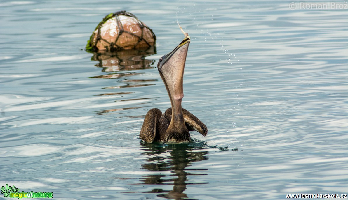 Pelikán hnědý - Foto Roman Brož (1)