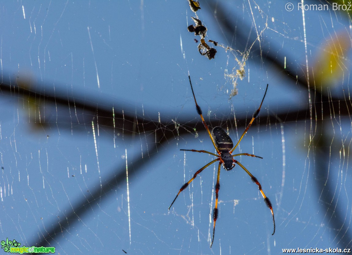 Treespider - Foto Roman Brož (1)