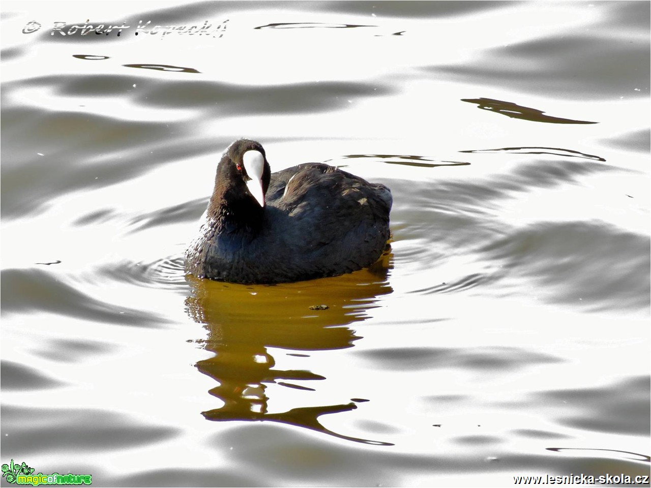 Lyska černá - Fulica atra - Foto Robert Kopecký