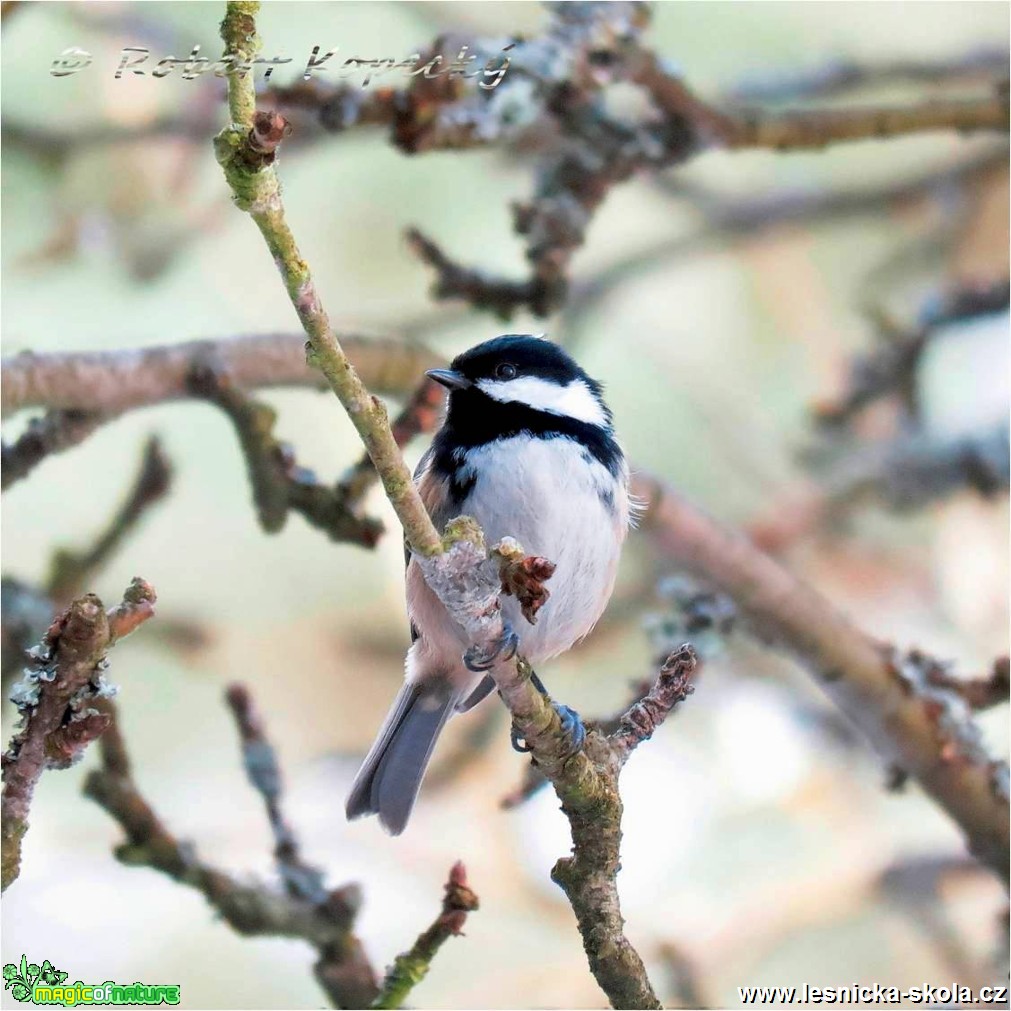 Sýkora uhelníček - Periparus ater - Foto Robert Kopecký