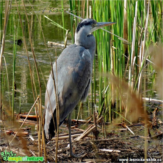 Volavka popelavá - Ardea cinerea - Foto Robert Kopecký