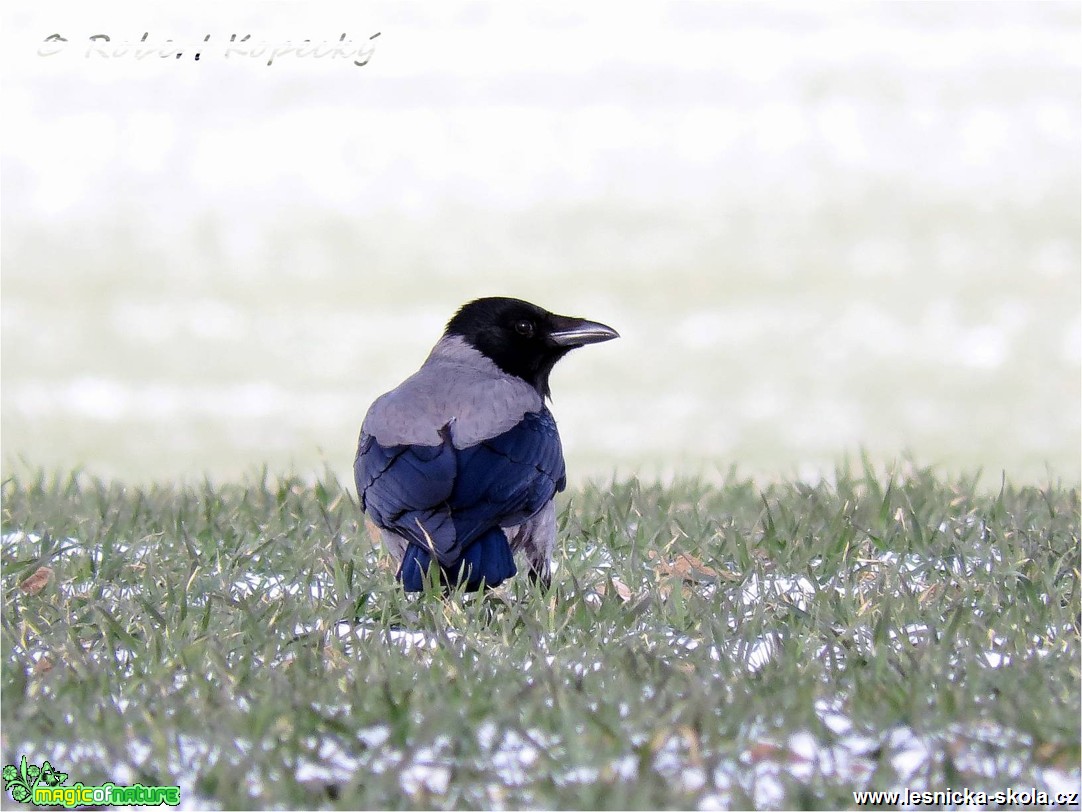 Vrána obecná šedá - Corvus cornix - Foto Robert Kopecký