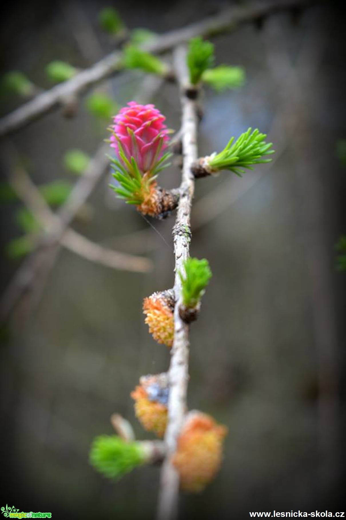 Modřín opadavý - Larix decidua - Foto Jiří Perlík