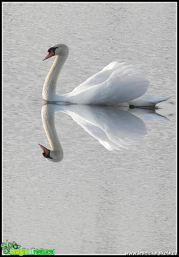 Labuť - Cygnus - Foto Jiří Perlík (5)