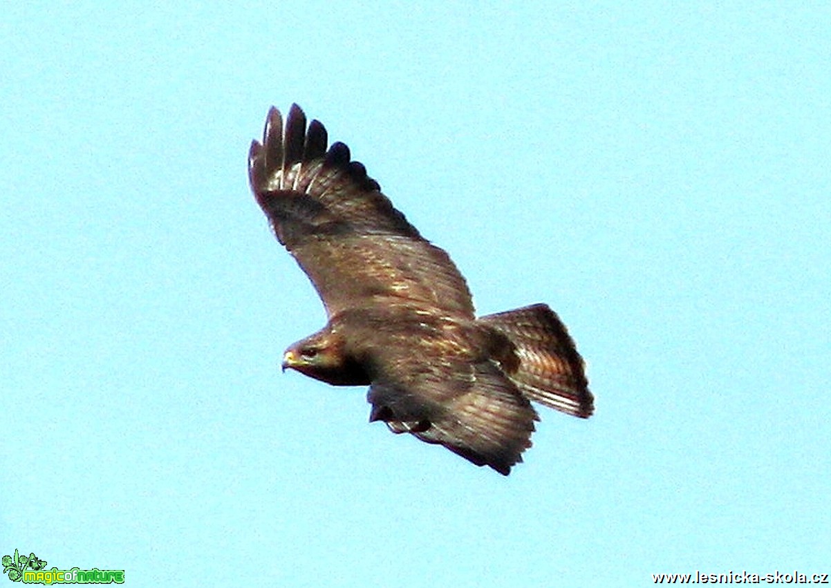 Káně lesní - Buteo buteo - Foto Miloslav Míšek