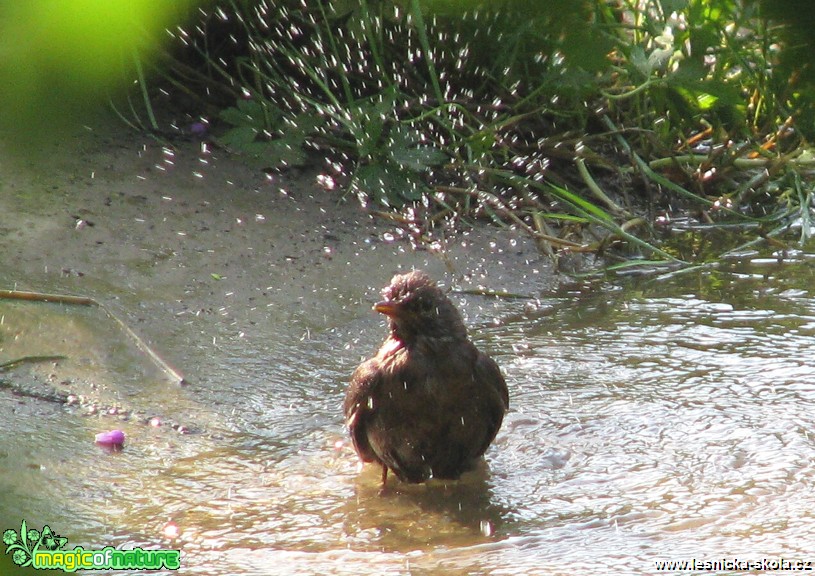 Kos černý - Turdus merula - Foto Miloslav Míšek