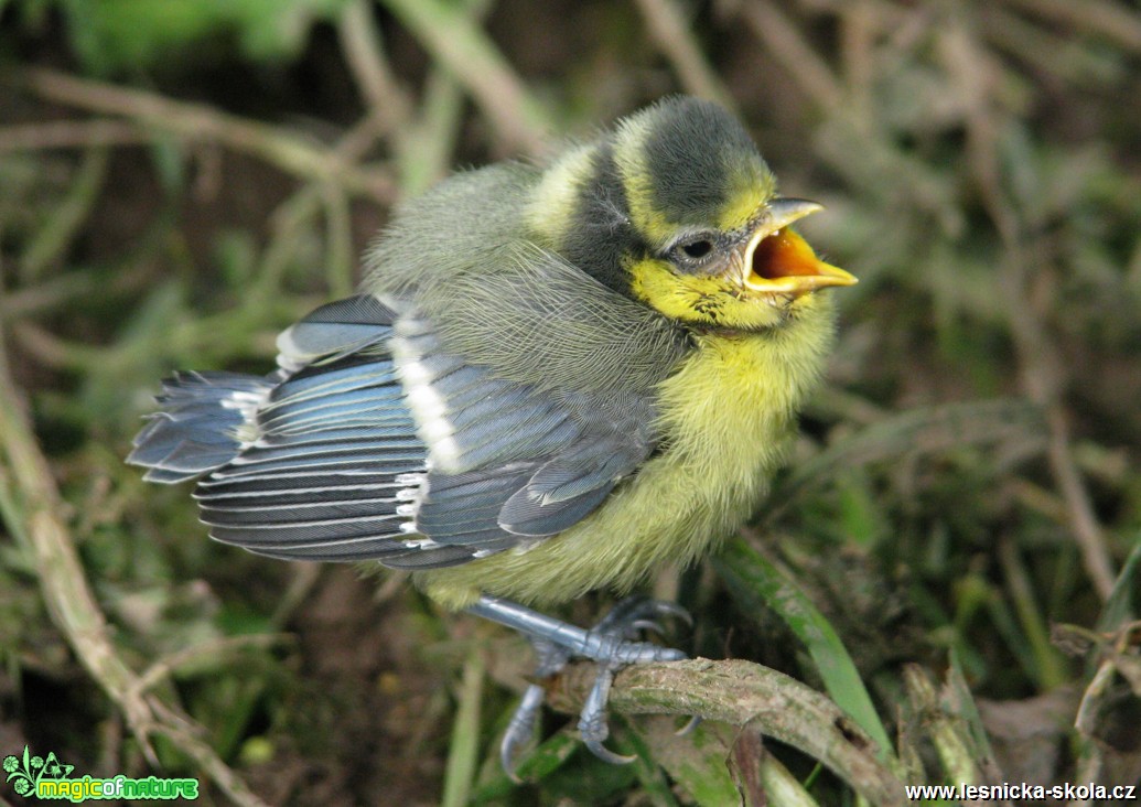 Sýkora modřinka - Parus caeruleus - Foto Miloslav Míšek