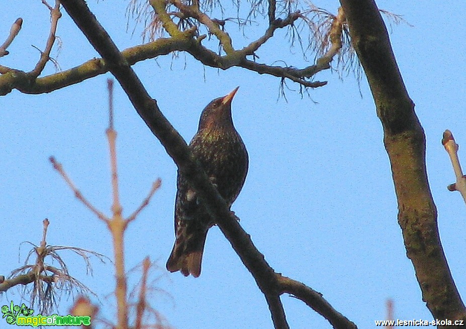 Špaček obecný - Sturnus vulgaris - Foto Miloslav Míšek