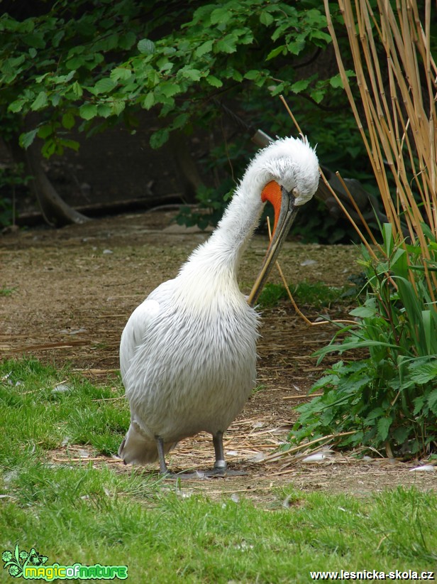 Pelikán bílý  - Pelecanus onocrotalus - Foto Martina Šmejkalová (2)