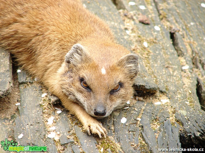 Mangusta liščí - Cyristis penicillata - Foto Martina Šmejkalová (2)