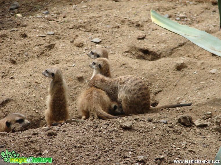 Surikata - Suricata suricatta - Foto Martina Šmejkalová (2)