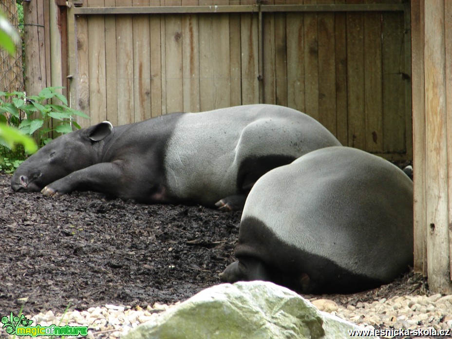 Tapír čabrakový - Tapirus indicus - Foto Martina Šmejkalová