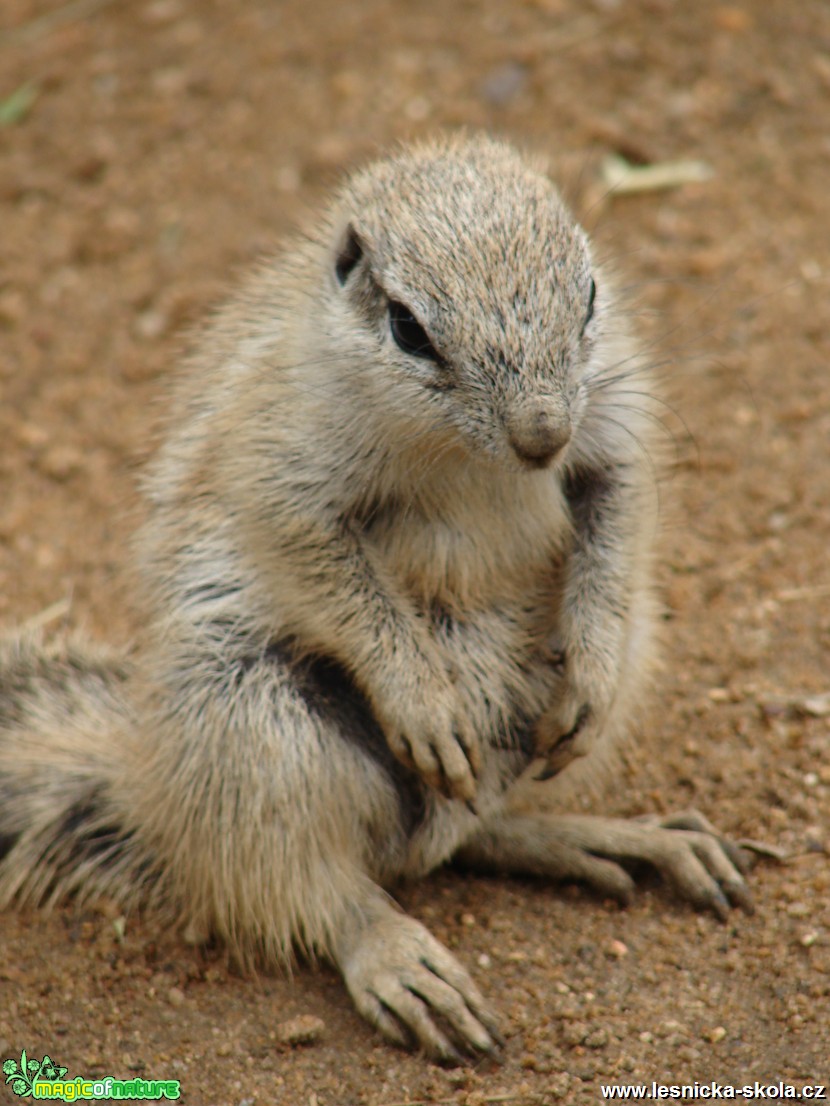 veverka kapská  - Xerus inauris - Foto Martina Šmejkalová (2)