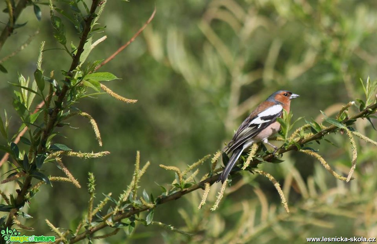 Pěnkava obecná - Fringilla coelebs - Foto Ladislav Jonák (2)