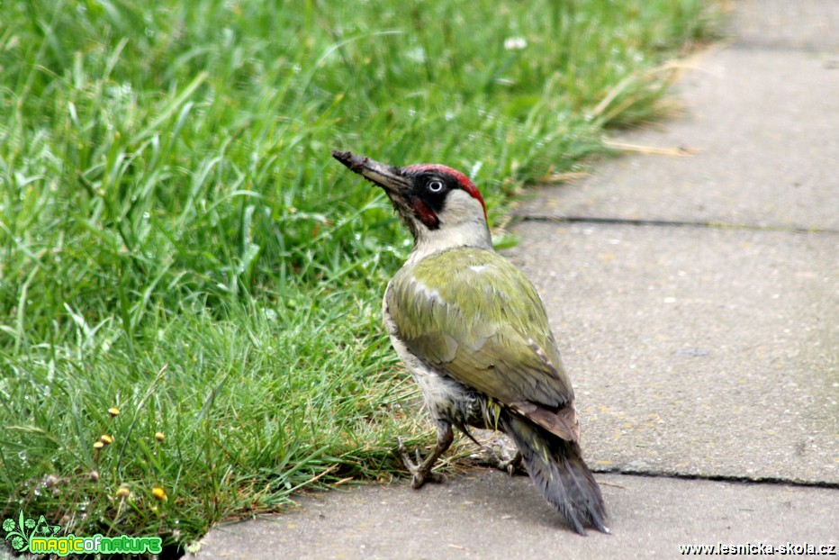 Žluna zelená - Picus viridis - Foto František Novotný (1)