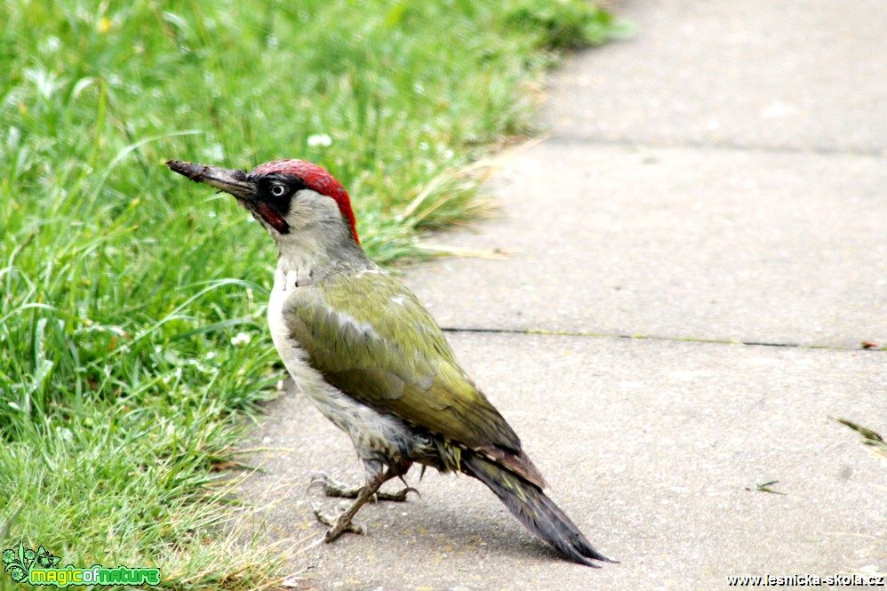 Žluna zelená - Picus viridis - Foto František Novotný (2)