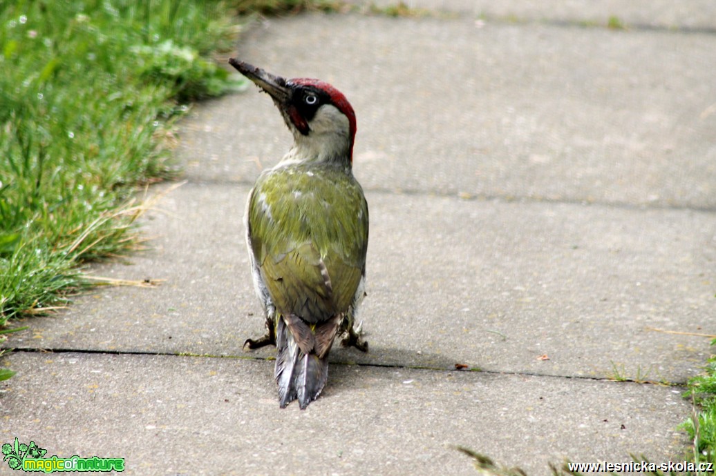 Žluna zelená - Picus viridis - Foto František Novotný (4)