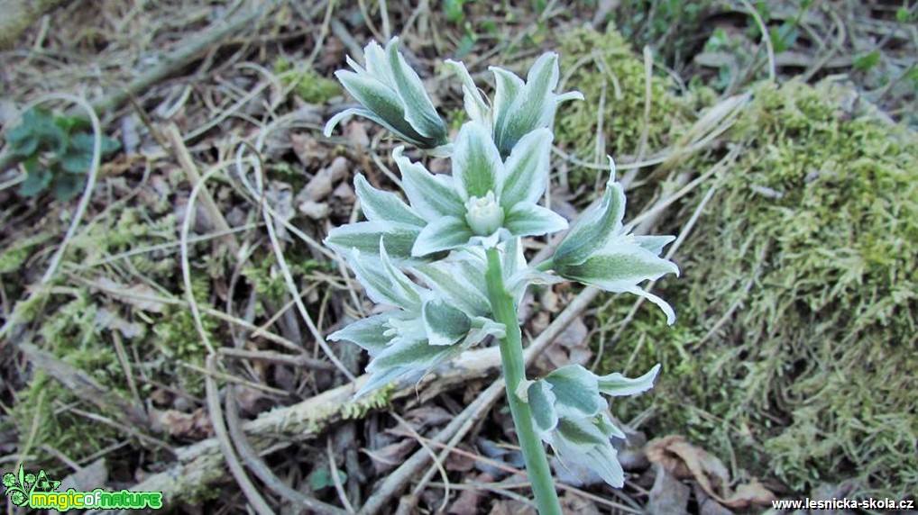 Snědek hřebenitý - Ornithogalum boucheanum - Foto Rasťo Salčík