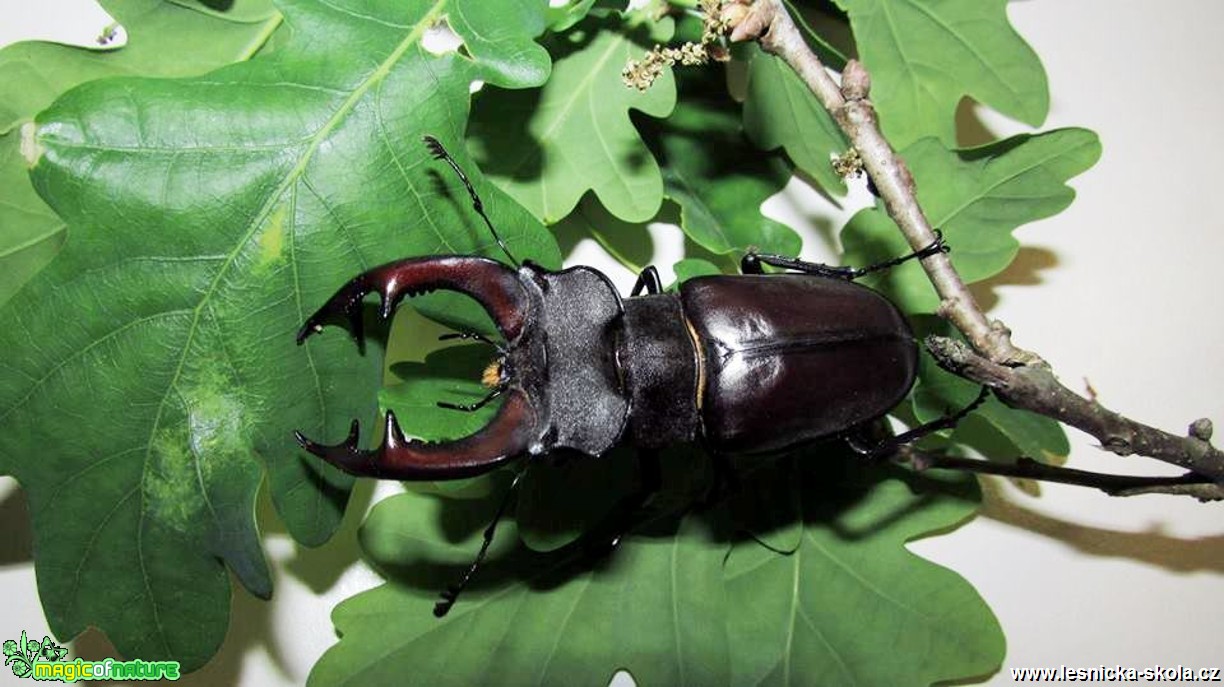 Roháč obecný - Lucanus cervus - Foro Rasťo Salčík (2)