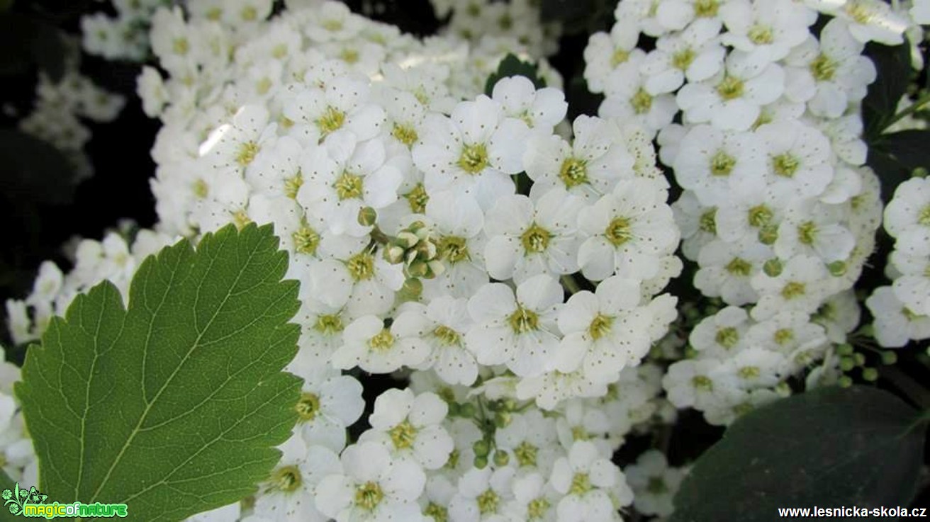 Jeřáb prostřední - Sorbus intermedia - Foto Rasťo Salčík