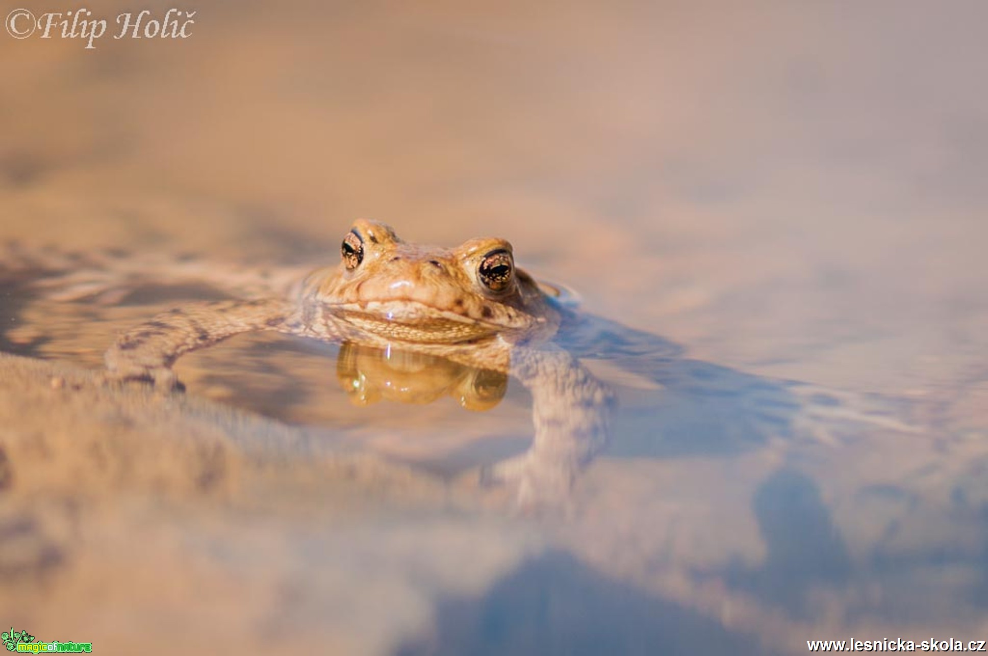 Ropucha obecná  - Bufo bufo - Foto Filip Holič