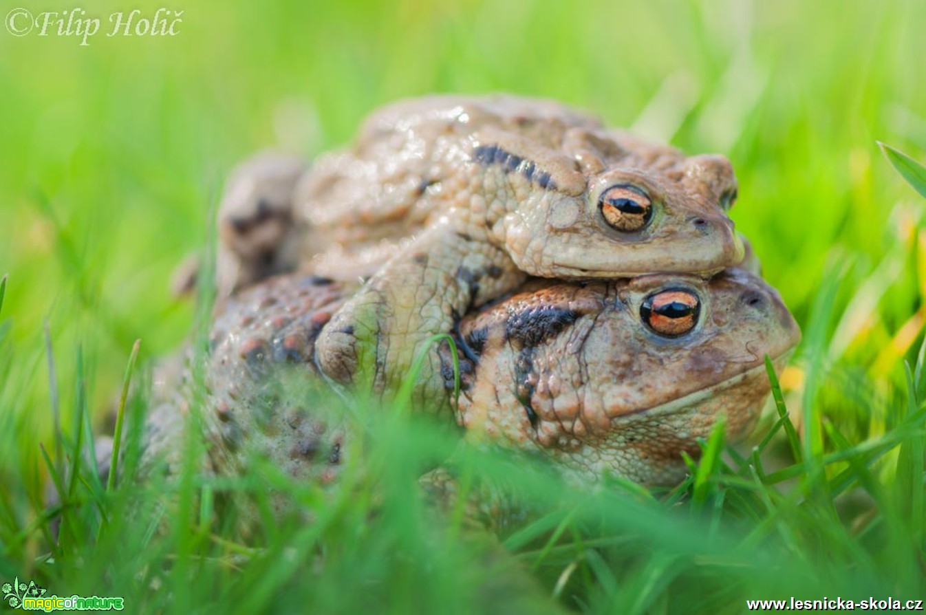 Ropucha obecná v amlexu - Bufo bufo - Foto Filip Holič