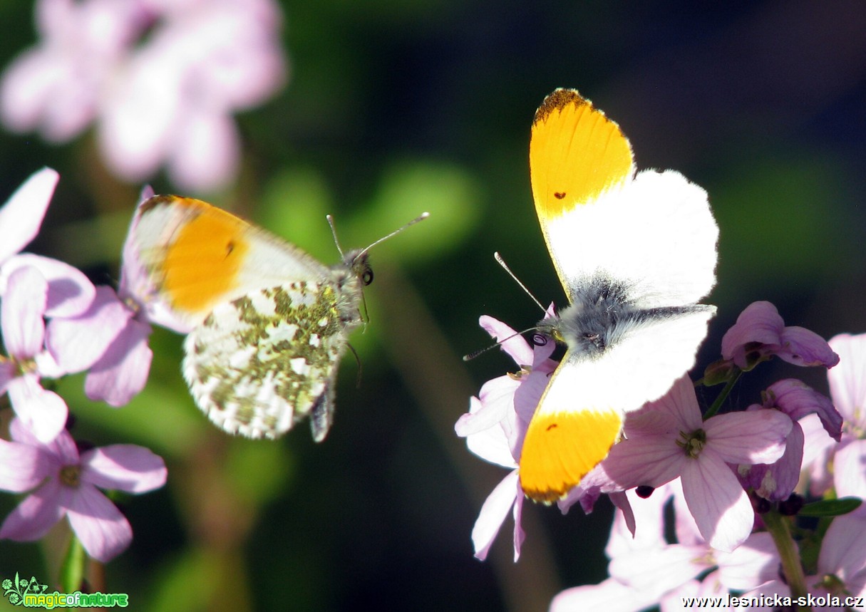 Bělásek řeřichový - Anthocharis cardamines - Foto Miloslav Míšek