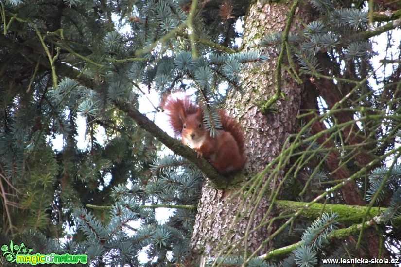 Veverka obecná - Sciurus vulgaris - Foto Marie Vykydalová (1)