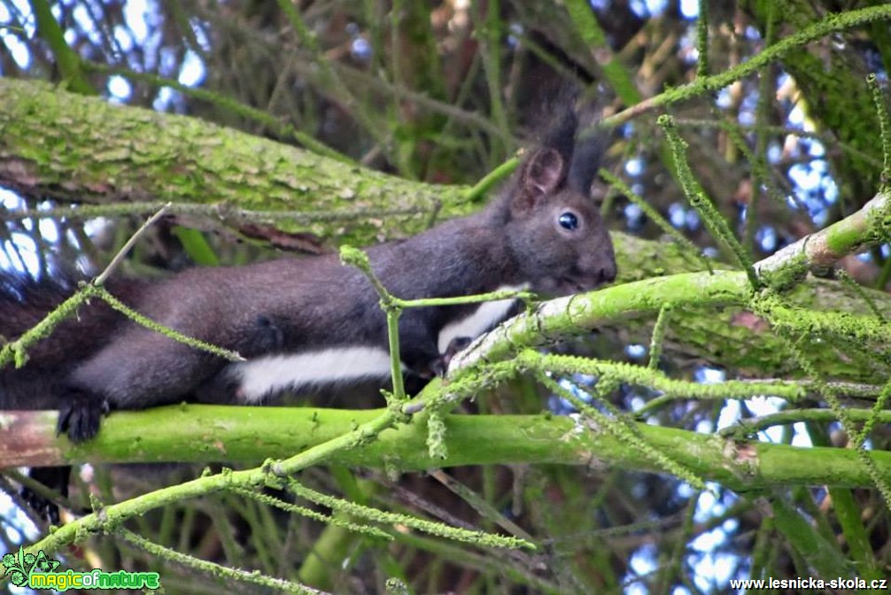 Veverka obecná - Sciurus vulgaris - Foto Marie Vykydalová (2)