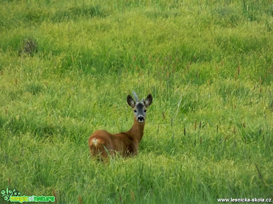 Srnec obecný - Capreolus capreolus - Foto Jonáš Belančík (2)