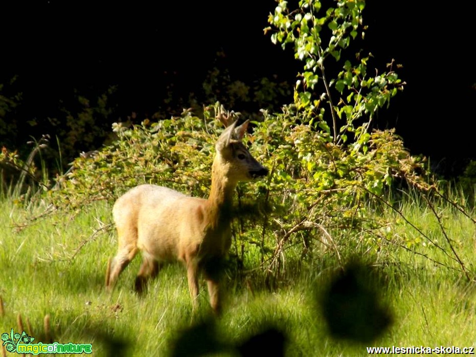 Srnec obecný - Capreolus capreolus - Foto Jonáš Belančík (3)