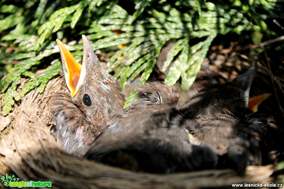 Kos černý-Turdus merula - Foto František Novotný (1)