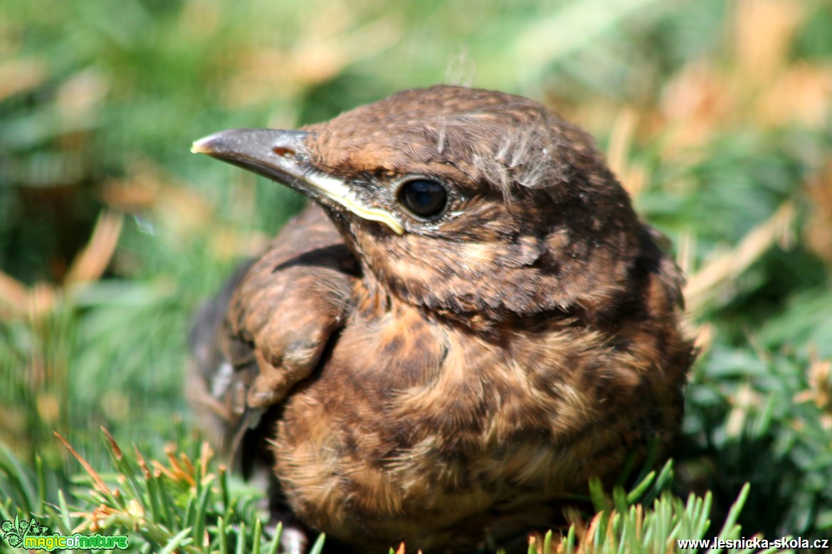 Kos černý-Turdus merula - Foto František Novotný (4)