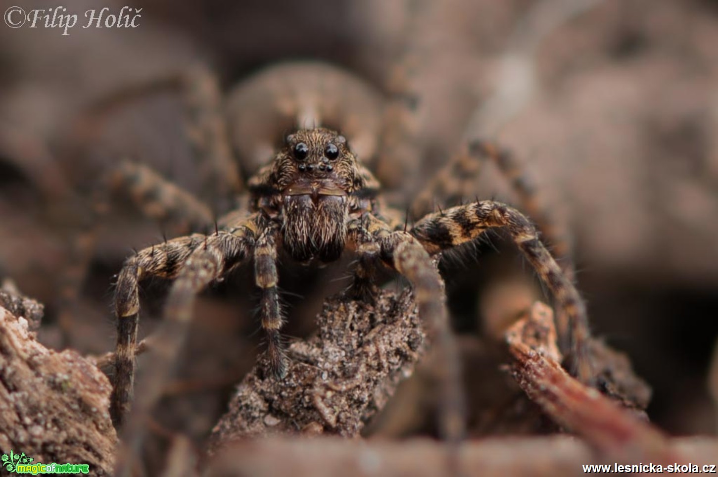 Slíďák dřevomilný - Acantholycosa lignaria - Foto Filip Holič